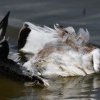Păsări protejate, găsite împușcate în zona Lacului Sărat 2. Asociație: Speciile nu pot fi vânate legal în nicio perioadă a anului