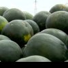 Pepenii românești, controlați pentru determinarea reziduurilor de pesticide