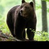 Peste 400 de urși vor fi uciși în 2024 și 2025. Klaus Iohannis a promulgat legea