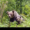 Romsilva anunţă că va creşte măsurile de monitorizare a urşilor și va instala camere de supraveghere în zonele de risc