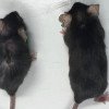 Un medicament care transformă șoarecii bătrâni în „bunicuțe supermodele” ar putea extinde și durata de viață a oamenilor