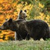 Urșii de pe Transfăgărășan vor fi duși în sanctuarul de la Zărnești. Fechet: „Un urs hrănit este un urs condamnat la moarte”