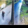 Ursul care s-a plimbat trei nopți prin Grădina Zoologică din Târgu Mureș a fost împușcat. Animalul a omorât trei căprioare și o pasăre