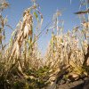 Valul de caniculă afectează grav agricultura. Ministrul Mediului: Ne confruntăm cu o secetă severă, iar previziunile nu sunt optimiste