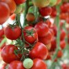 De mâine, se fac plățile către beneficiarii sprijinului aferent ciclului I de producție la tomate