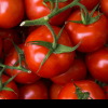 Mai mulți bani pentru plata sprijinului acordat pentru ciclul I de producție la tomate