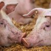 Focar de pestă porcină africană, depistat într-o fermă din raionul Sângerei: ANSA oferă recompensă pentru fiecare mistreț notificat