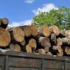 (video) „Business” la Ocolul Silvic Talmaza: 50 de mașini de lemn urmau să fie vândute ilegal. Lazarencu: Persoanele implicate vor fi suspendate din funcție