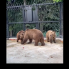 (video) Familia Grădinii Zoologice se mărește: Trei urși tineri, aduși la Chișinău: De unde au sosit animalele