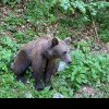 Prezența unui urs, semnalată între Sibișeni și Pianu de Jos. S-a emis mesaj RO-Alert locuitorilor din zonă
