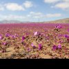 Deșertul Atacama din Chile, unul dintre cele mai aride de pe planetă, acoperit cu flori mov şi albe