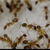 Un studiu asupra furnicilor arată că pot efectua amputaţii salvatoare pe colegii de muşuroi răniţi