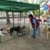 Vâlcea: Târgul de adopții canine se suspendă până la toamnă