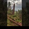 (VIDEO) O pădure din Maramureș, pusă la pământ de o furtună