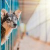 FNPA România și PETA Germania, apel către autoritățile române în favoarea animalelor fără stăpân!