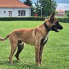 Poliția Română cumpără câini! Trebuie să aibă pedigree