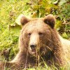Urșii din pădurile statului, de trei ori mai mulți decât efectivul optim