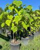 Ofertă pentru zile călduroase. Arbori cu creștere rapidă și coroană deasă, de vâzare la Pepiniera Horticultura/Foto
