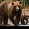Număr incredibil de urși, în pădurile din județul Buzău