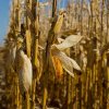 În zona Nădlac, 80% din producţia de porumb este compromisă de secetă şi arşiţă