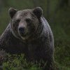 Prahova: Ursul care a ucis o tânără pe traseul Jepii Mici a fost împuşcat