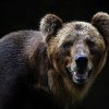 Turistă ucisă de urs pe Jepii Mici . Recuperarea trupului - dificilă din cauza animalului