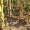 Bacău: Seceta a afectat grav culturile agricole