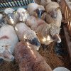 Grecia: Nouă focare de pestă a ovinelor, de la animale provenind din România
