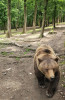 Proiectul de lege care modifică legislaţia privind vânătoarea de urşi a fost promulgat de preşedintele Klaus Iohannis