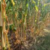 Seceta face ravagii în culturile de porumb și floarea soarelui din județul Vaslui