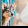 Apel al PETA Germania şi FNPA România: căldura şi lipsa apei omoară animalele!