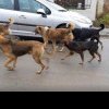 Femeie atacată de câini la Găeşti. Poliţia a amendat Primăria