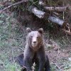 Ministrul Mediului anunță măsurile după moartea fetei ucise în Bucegi: Urşii vor fi eutanasiați sau împușcați