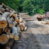 Noua URGENȚĂ a Guvernului Ciolacu: desființarea Gărzii Forestiere Naționale și a Agenției pentru Arii Naturale Protejate