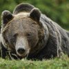 O fată de 19 ani a fost atacată și omorâtă de urs la Bușteni