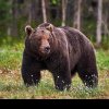 Polițiștii de la Rutieră au dat nas în nas cu ursul pe Transfăgărășan