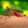 Risc major de epidemie cu virusul West Nile în Bucureşti