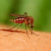 Țânțari purtători ai virusului West Nile au fost depistați în România