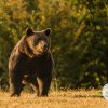 Iohannis a promulgat ”Legea urșilor”, care dă liber la uciderea animalelor prin ”prevenție” și ”intervenție”