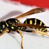  Atenție sporită în ceea ce privește viespile care pot reprezenta un pericol uriaș pe timp de caniculă 