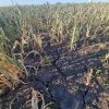 Guvernul României a anunțat că toți fermierii afectați de seceta severă vor primi despăgubiri