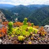 FOTO: Munții Bârgăului îi așteaptă pe drumeți cu zmeură, ciuperci și peisaje minunate