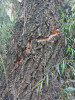 Primăria Bistrița: Atenție la arbori, pot fi afectați de secetă și să cadă crengi