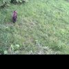 VIDEO – Frumuseți din munții județului: Ursuleți curioși, inspectând terenul