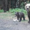 Cota de recoltare a urșilor bruni, crescută la 481 de exemplare pentru 2024 și 2025
