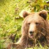 Efectivele de urs din pădurile statului, de trei ori mai mari decât optimul