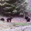 Urșii fac pagube zilnic în satele de la munte, după ce au dat de gustul cărnii și al ...