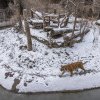 5 pui de lup alb, un pui de ciută, 7 lebede negre - noii locatari de la Zoo Sibiu