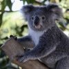 Administratorii unei rezervații pentru koala au interzis îmbrățișarea animalelor de către turiști