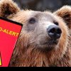 Alertă în Prahova, a fost emis mesaj RO-ALERT! Un urs a ajuns în orașul Câmpina